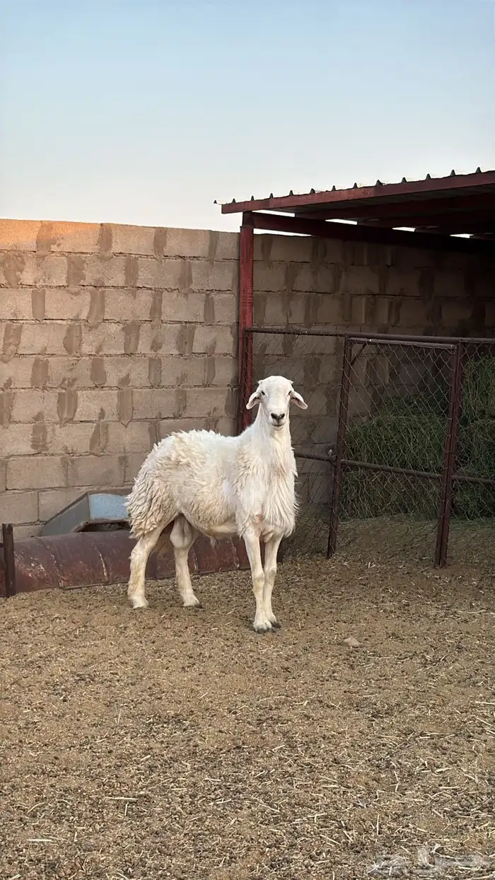 للبيع فحل حري مشروط النسف والقريع 5