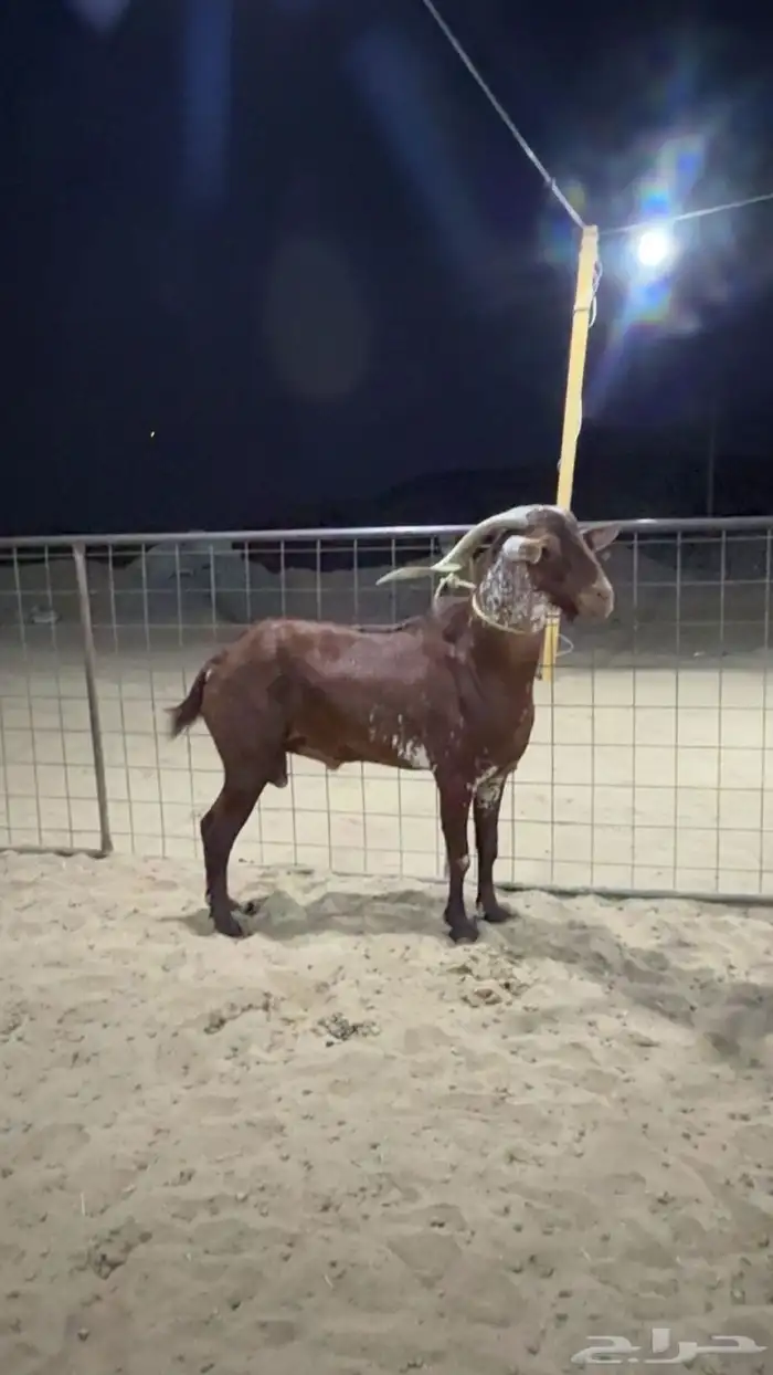 جده الحرزات شرق محطة الخير 1