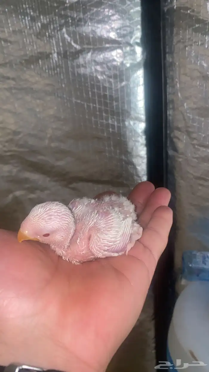 فروخ روز البينو عيون احمر 0