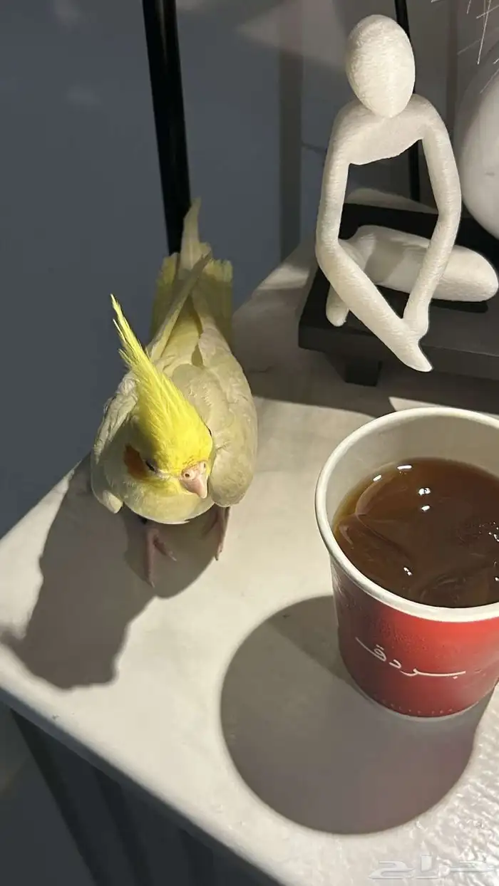 كروان اليف .. 5