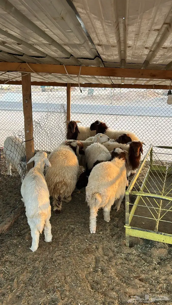 ذبايح حريات ونعيم 4