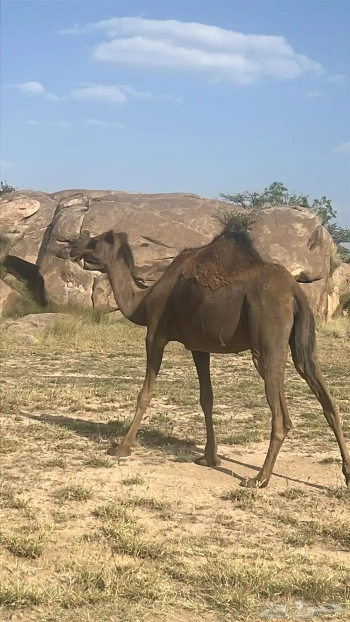 ضروبه 0