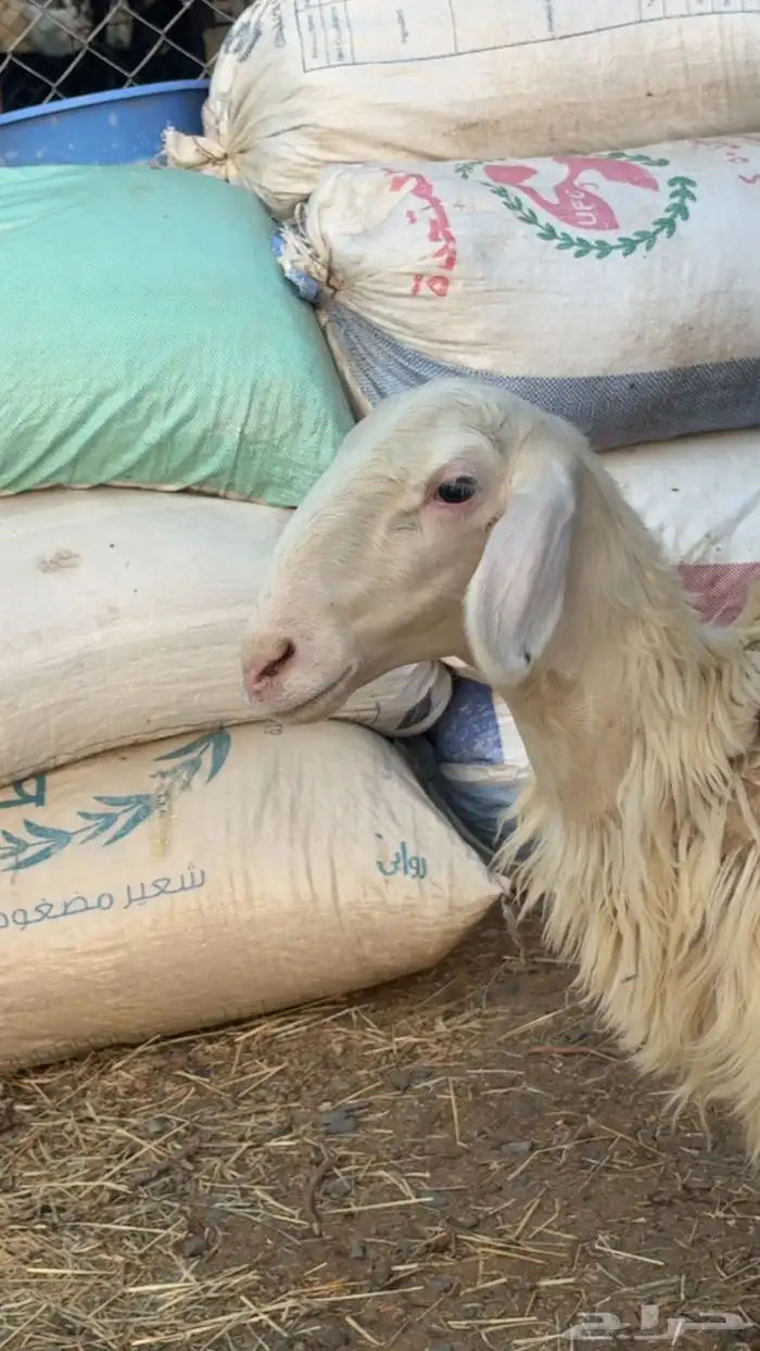 رخل برصا 0
