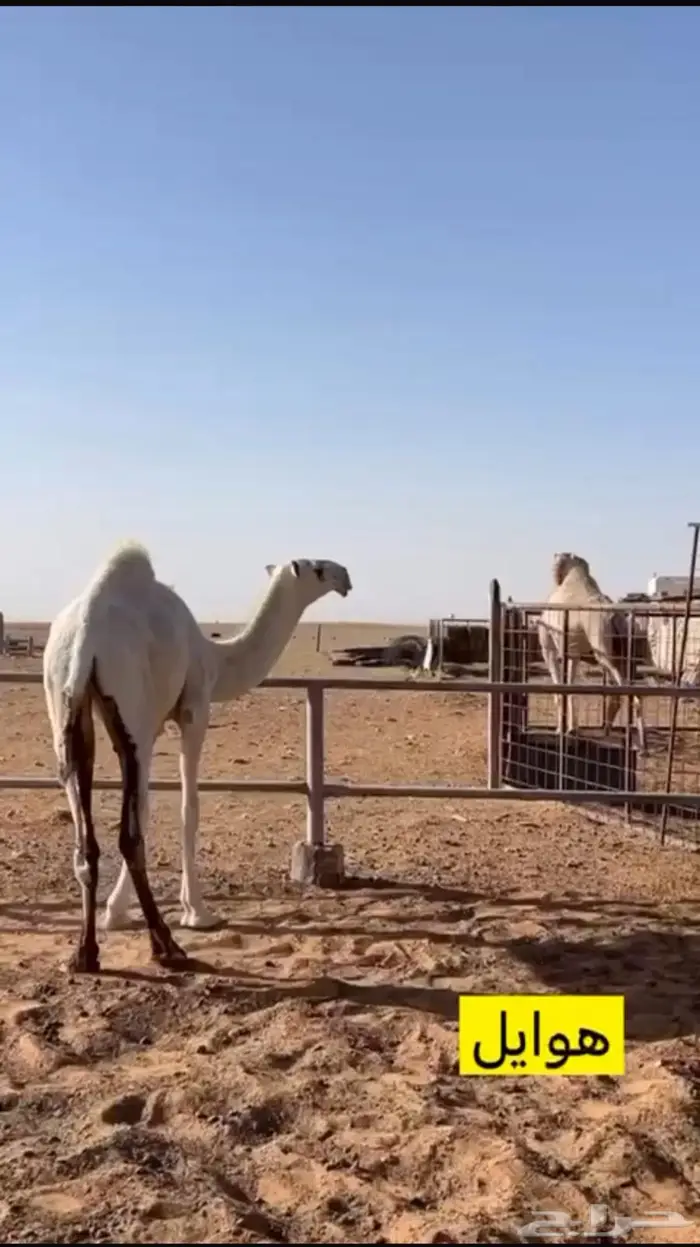 للبيع بكره رمانيه كفوو 0