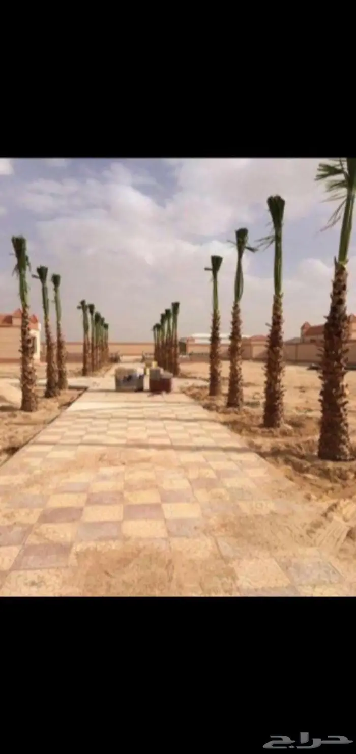 لتوريد النخيل والز يتون 6