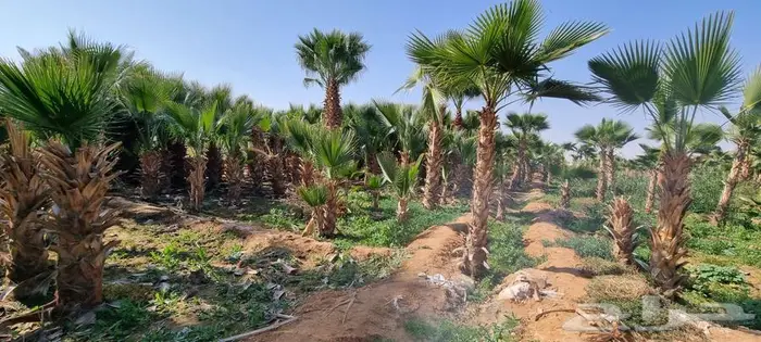 نخل واشنطني 3