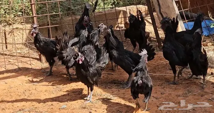 ديوك اندنوسي هجين اسود للبيع 0