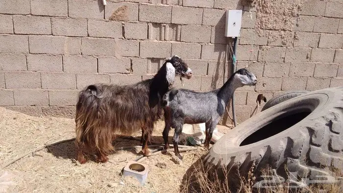 عنزين مضاريع 0