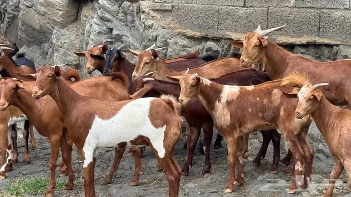 معزا دهم جذعات 13 بالفحل 12