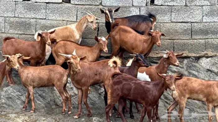 معزا دهم جذعات 13 بالفحل 5