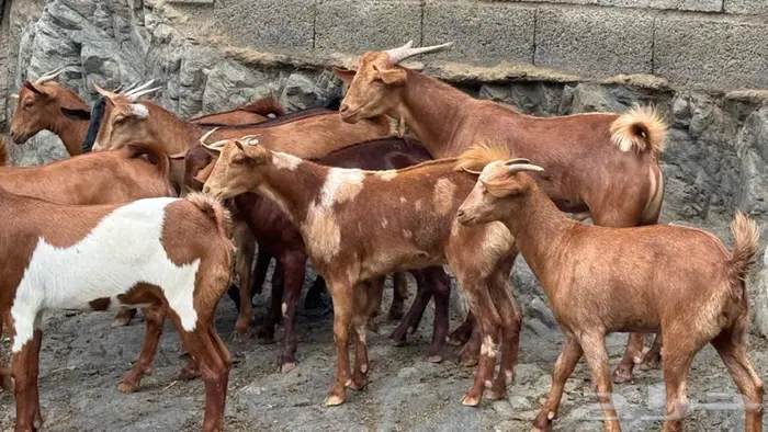 معزا دهم جذعات 13 بالفحل 14
