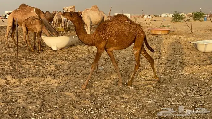 بكره حمرا 0