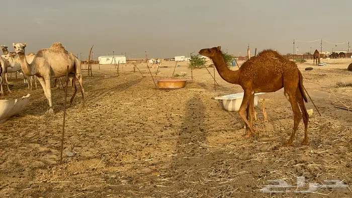 بكره حمرا 3