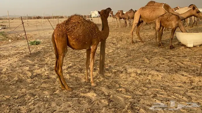 بكره حمرا 2