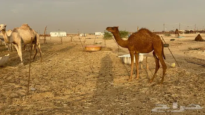 بكره حمرا 1