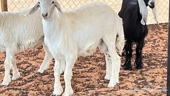 ابو عبدالله للذبايح 2