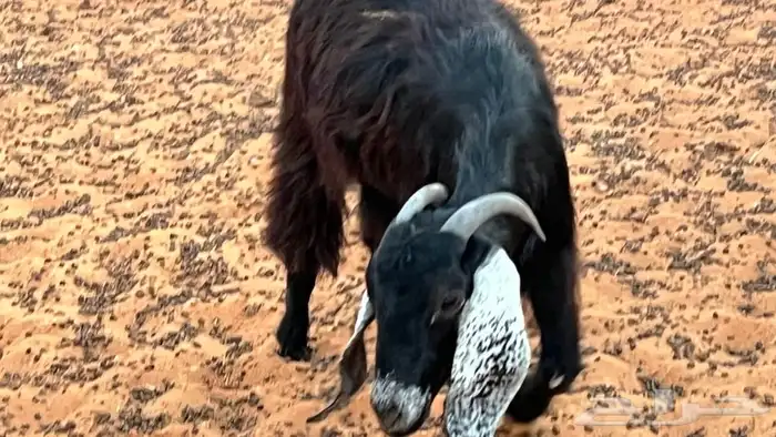 ابو عبدالله للذبايح 11