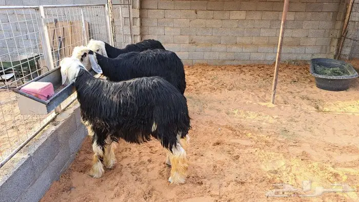 مزاد على نجد صنف 6