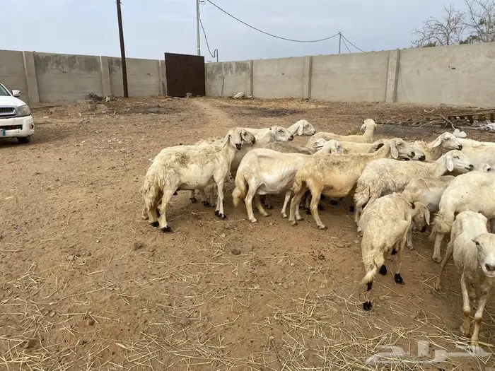 ضان للبيع حريات ورفيدي العدد 32 البعض قرايب قريب 0