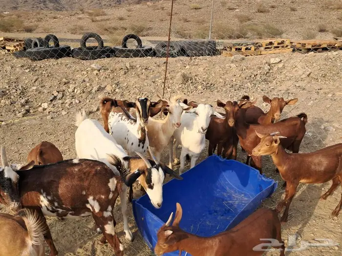 للبيع معزا محايلية 1