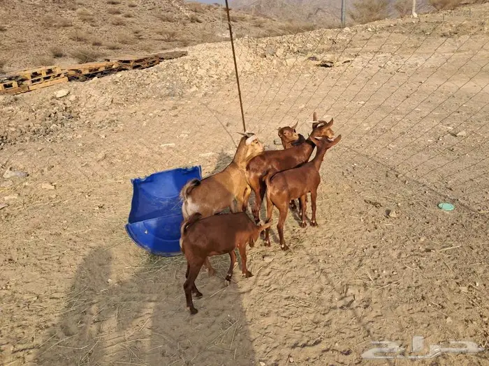 معزا دهم محايلية 1