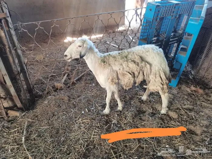 حرية تحتها رخل...1 حيل 3