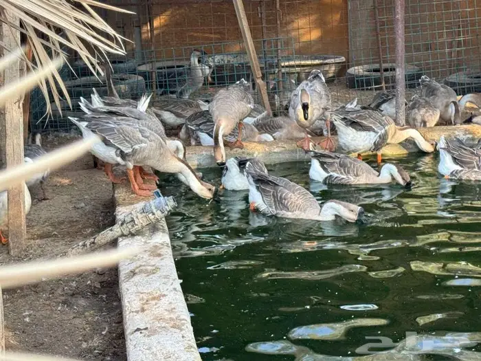للبيع وز عراقي اصيل 2