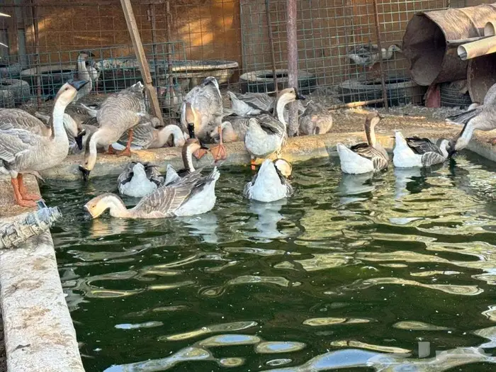 للبيع وز عراقي اصيل 6