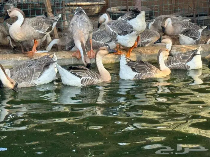 للبيع وز عراقي اصيل 1