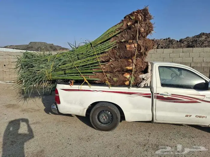 نخيل البيع الطايف عشيرة العرفاء الحويه الوصليه 0