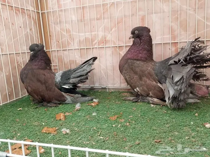 أجواز رقاص أشكال والوان حلووة عرض 2 1