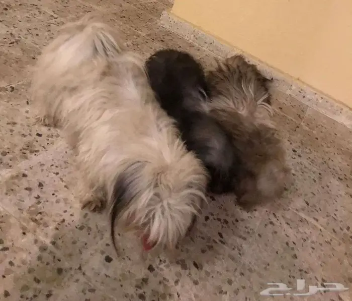 كلاب نوعيه مالتيز 2