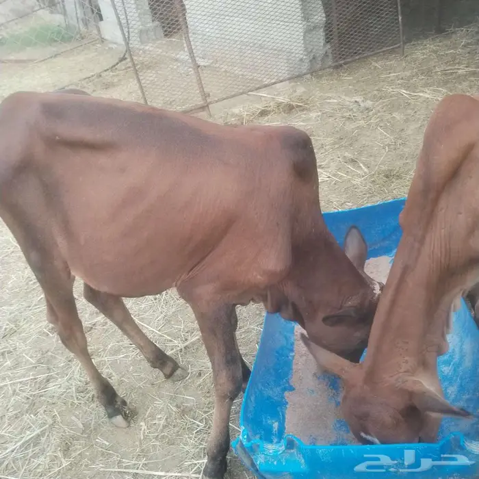 حسلان العمر اربعه اشهر 1