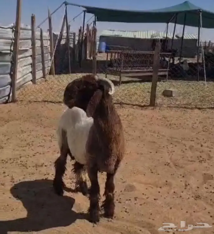 جذع نعيم 3