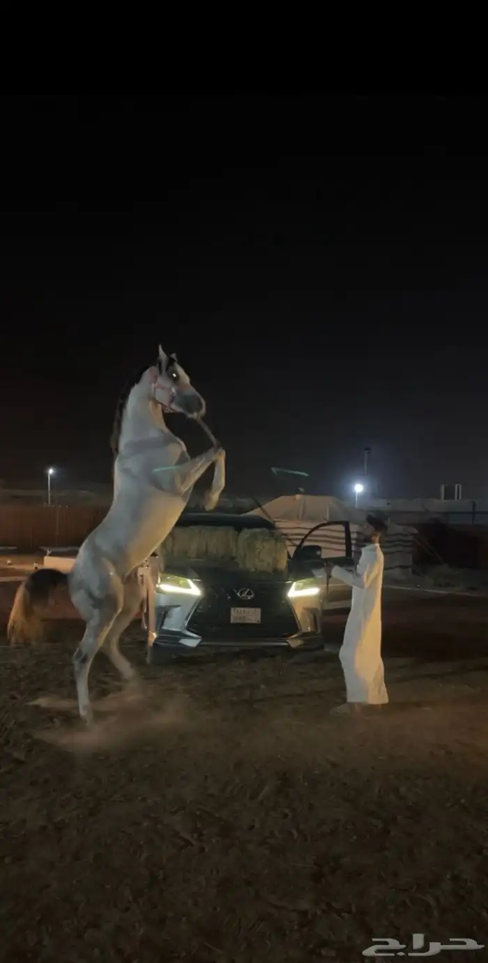 حصان واهو شيخ 1