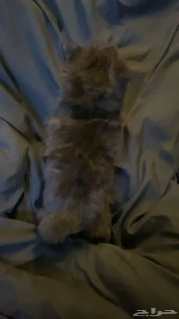قطط 5
