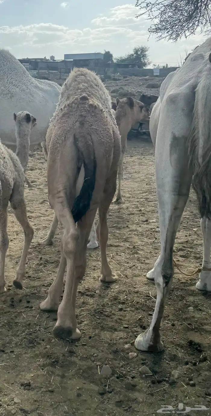 حشوان للبيع 0