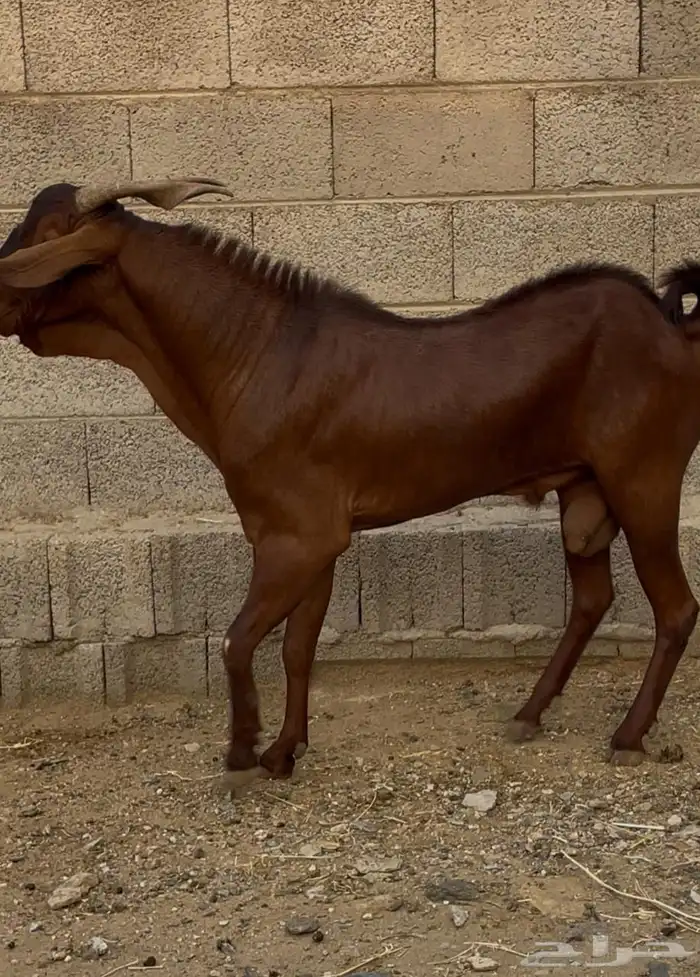 فحل ادهم ادبس رباع 10