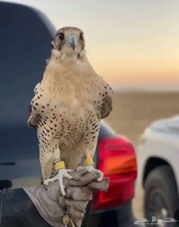 مطلوب طير شاهين او حر او تبع او جير بسعر معقول ويكون سليم 0