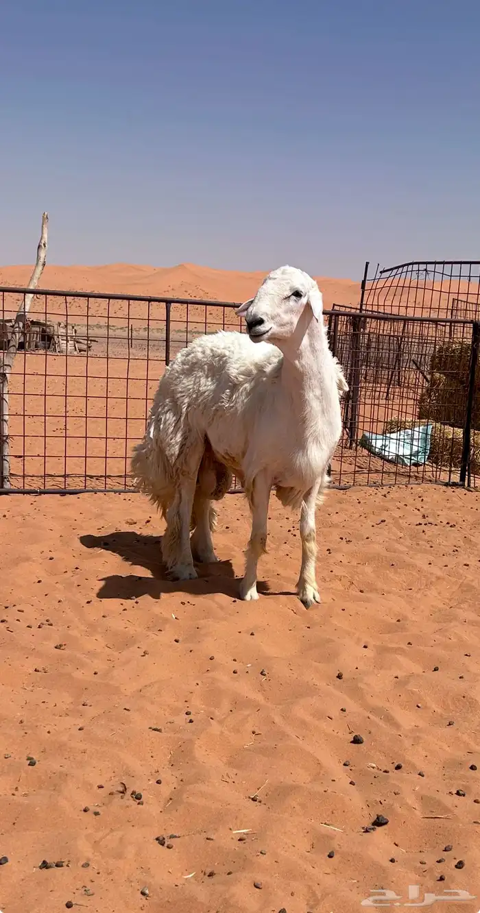 مشروع فحل حري جذع طيب ونادر جباره وارتفاع 1