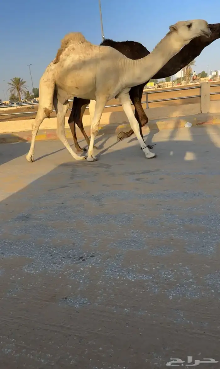 قعود رماني 0