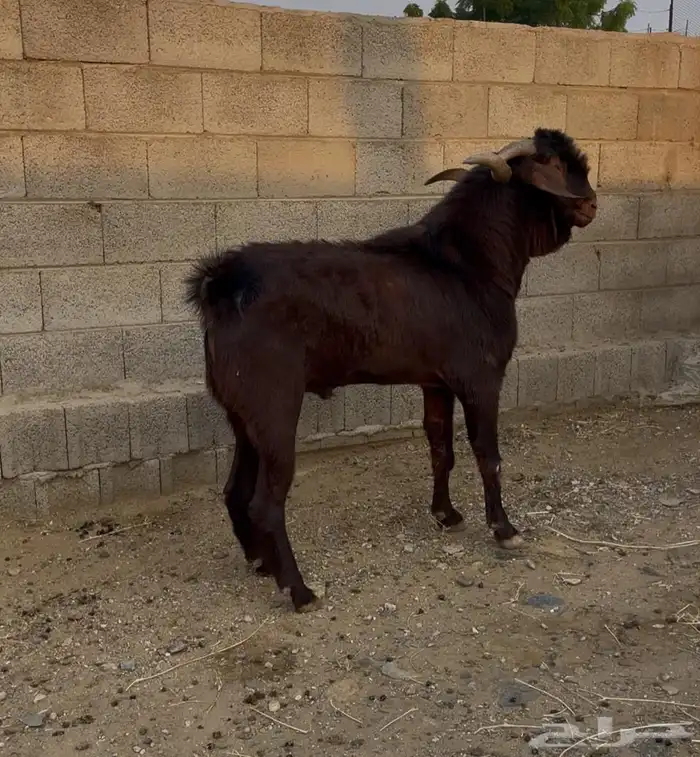 فحل ادهم مطور كفو وحااار 4