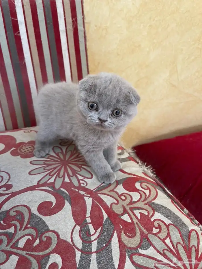 كيتنز سكوتش فولد بلو اقساط تابي 0