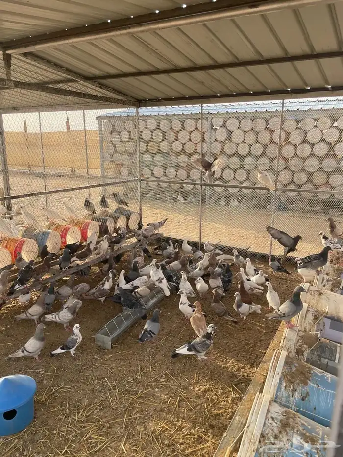 حمام فرنسي للبيع مع شبوك بقلاوة 5