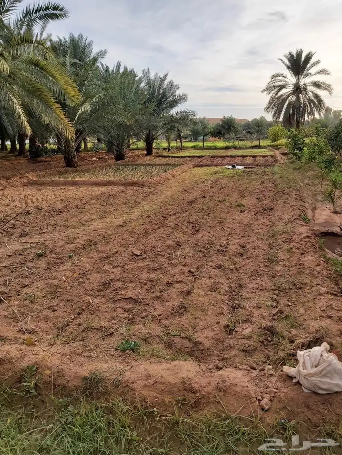 للبيع مزرعه في الرايسيه 6