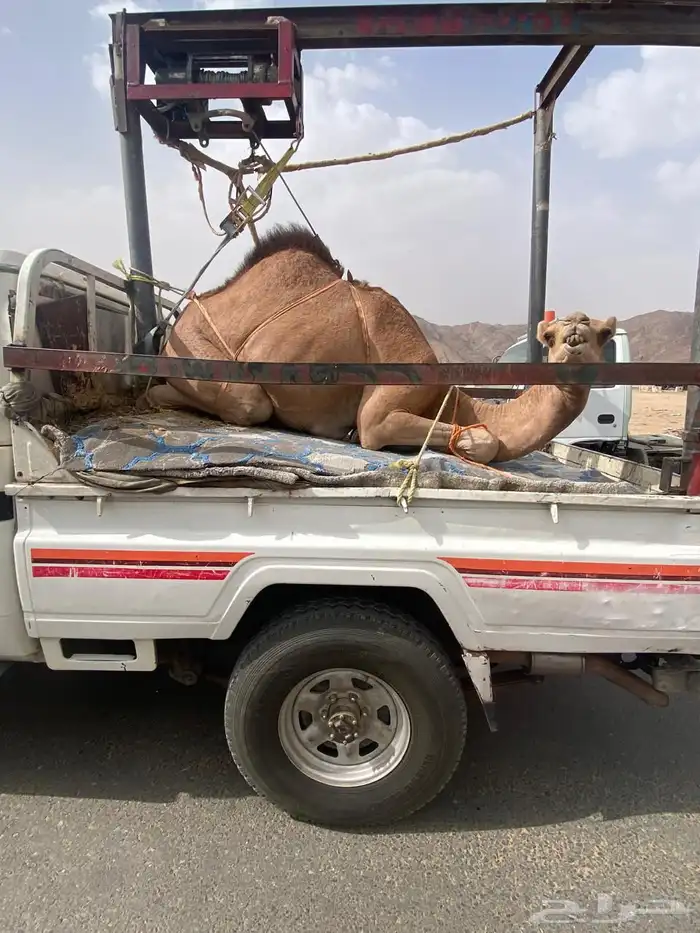 قعود بلدي كفوو للبيع سعره مناسب 0