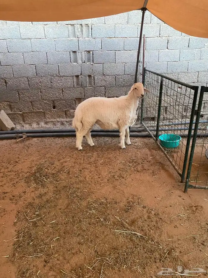 للبيع ذبايخ نعيم وحري 1
