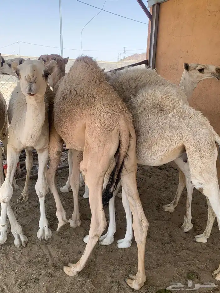 قعدان بريه للبيع 1