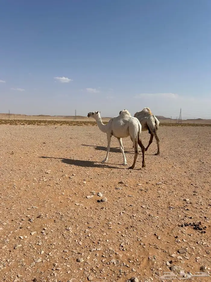 مفروده وضحاء 2