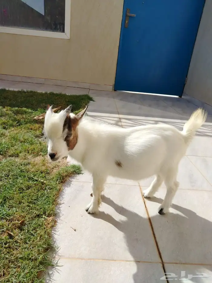 تيس قزمي لونه ابيض مكحل 1